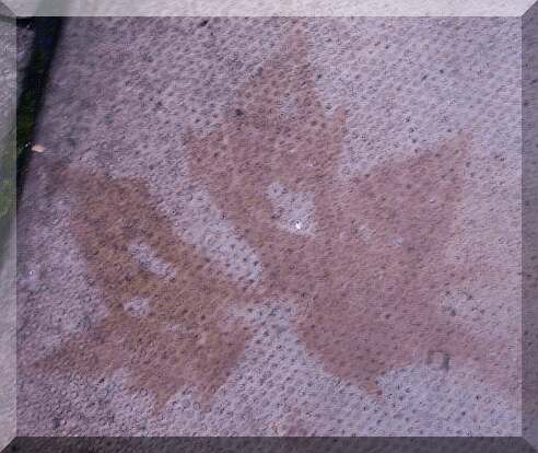 Form of leaf imprinted on pavement